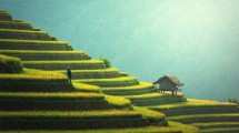 Visit the verdant rice terraces